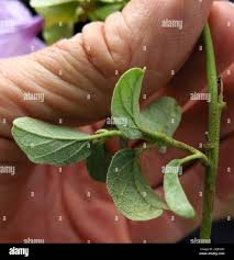 Image result for Astripomoea hyoscyamoides