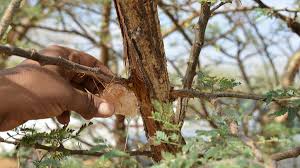 The top countries of supplier is china, from which the. Sudan Loses Out On Wealth From Gum Arabic Harvest Financial Times