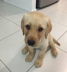 And this baby who has already mastered the art of begging, even at a young  age. | Puppy pictures, Cute puppies, Puppy dog eyes