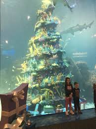 Let stew leonard's do the work so you can focus on your family! Christmas Trees To See In New Jersey