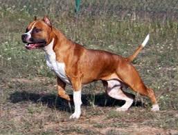 American Staffordshire Terrier Staffie Stafford Staffy Staff Am Staff Http Ajunkeesho Pitbull Terrier Terrier Dog Breeds American Pitbull Terrier