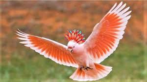 4 Daftar Harga Burung Kakatua Yang Menjadi Buruan Penggemarnya Burung kakatua raja adalah spesies burung kakatua terbesar yang ada di dunia. 4 daftar harga burung kakatua yang