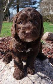 We are the mitchell family, owners and operators. Good Breeder Bainbridge Labradoodles Labradoodle Labradoodle Breeders Australian Labradoodle Puppies