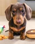 Dachshund Puppies For Sale - Dachshund Dog Breed Info ...