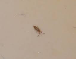 We did not find results for: Springtails Missouri Department Of Conservation