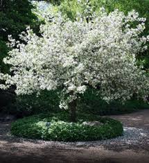 Check spelling or type a new query. Buy Affordable Snowdrift Crabapple Trees At Our Online Nursery Arbor Day Foundation Buy Trees Rain Forest Friendly Coffee Greeting Cards That Plant Trees Memorials And Celebrations With Trees And More