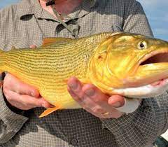 From traditional, to rustic, to glam, to modern and transitional, i have a style for everyone. The Hunt For El Dorado Articles Fly Dreamers