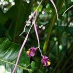 Image result for Sarcophrynium schweinfurthianum