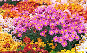 Chrysanthemen Chrysanthemen Chrysanthemen Pflanzen Pflanzen