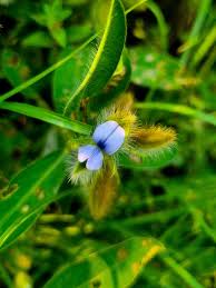 Image result for Alectra sessiliflora