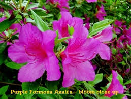 Azalea Purple Formosa Size 1