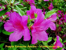 azalea purple formosa size 1