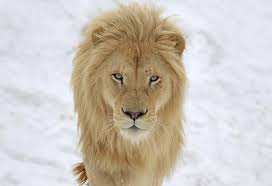 Por que los leones tienen una hormona por lo cual a ellos le sale la melena y a nosotros nos crece la barba. Tipos De Leones Nombres Y Caracteristicas Con Fotos