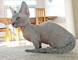 They love people and children. Description Cats Breed Minskin Characterization And Photo