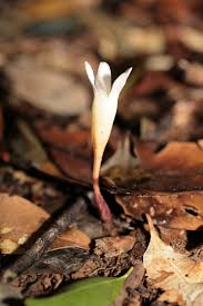 Image result for Voyria