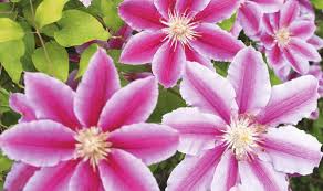 We did not find results for: Brighten Your Garden With Colour Get Clever With Clematis Express Co Uk