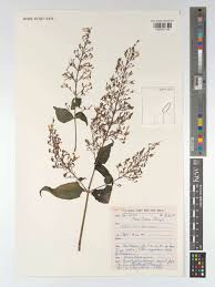 Image result for Brachystephanus