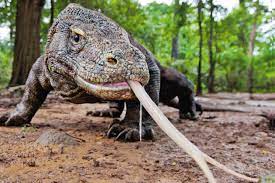 There's a new face atop the valorant agent tier list after the most recent slate of tournaments. Komodowaran Infos Zur Echse Im Tierlexikon Geolino