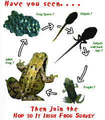 Frog Factsheet Irish Peatland Conservation Council