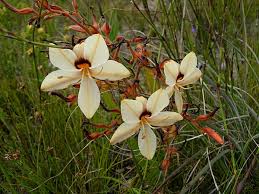 Image result for Wachendorfia