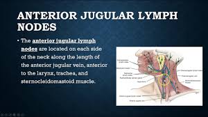 In radiology, the 'head and neck' refers to all the anatomical structures in this region excluding the central nervous system, that is, the brain and spinal cord and their associated vascular structures and. Den 109 Chapter 9 Head And Neck Anatomy Lymphatic System Cervical Lymph Nodes Youtube