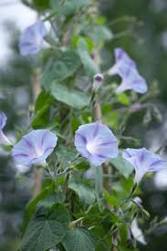 Image result for Ipomoea venosa