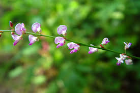 Image result for Hylodesmum