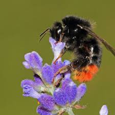 Sie sind relativ aufgeregt und versuchen sich zu. Hummel Arten Diese Exemplare Schwirren Durch Den Garten