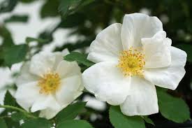 When designing a new logo you can be inspired by the visual logos found here. Rosa White Knock Out Shrub Rose