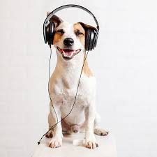 Dog Headphones Listening Music Happy Pet In 2020 Happy Animals Dogs Love Pet
