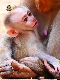 Desmame de Macaquinho na Natureza