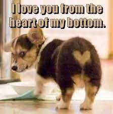 I Love You From The Heart Of My Bottom Cute Animals With Funny Captions Animal Love Quotes Cute Animal Memes