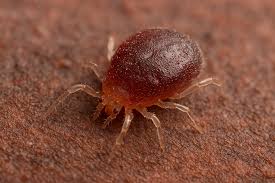 Image result for red mite