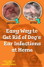 The Secret To Getting Rid Of Ear Infections In Your Dog At Home Dogs Ears Infection Dog Ear Infection Treatment Dog Ear Infection Remedy