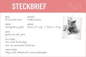Britisch Kurzhaar Steckbrief Mein Haustier Britisch Kurzhaar Katze Steckbrief Kurze Haare