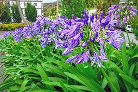 Great prices and selection of purple plant. 15 Best Late Summer Flowering Bulbs Gardener S Path