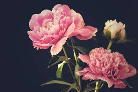 It is a metaphor for the human journey toward enlightenment. 8 Lucky Plants And Flowers For Chinese New Year