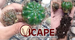 Existen alrededor de 170 géneros y 2000 especies. Biologia Del Cultivo De Cactus Cactaceae Peru