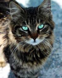Post Di Instagram Di Alda Mazzoleni 29 Nov 2019 Alle Ore 1 24 Utc Cute Animals Cats Pretty Cats