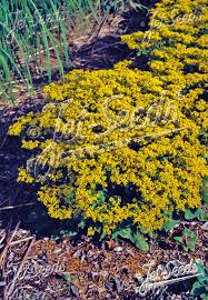 Image result for Grona stolzii