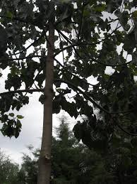 Image result for Pterygota mildbraedii