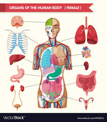 Organs Of The Human Body Diagram