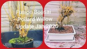 Copyright 2015, bonsai fusion japanese steakhouse. Sid Pavey Ø§Ù„Ø¹Ø±Ø§Ù‚ Vlip Lv