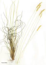 Image result for Setaria sphacelata