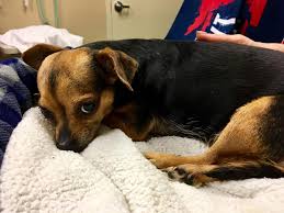 Burt is about 17 years old. Donations Impacting Decisions At Animal Allies Humane Society Fox21online