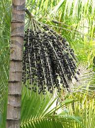 Pin By Adrian Cordova On Fruits In Nature Acai Plant Acai Fruit Acai Palm