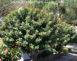 Image result for Jatropha campestris
