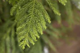 Though it's called a norfolk pine, it's not a pine at all. How To Grow And Care For Norfolk Island Pine