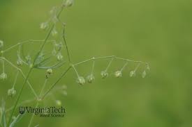 Image result for Spergula arvensis