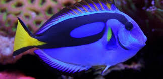 With help from her friends nemo and marlin, dory embarks on an epic adventure to find them. Want A Dory Look Alike Fish This Is The Perfect Tank Addition Huffpost